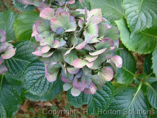 Hydrangea Old 